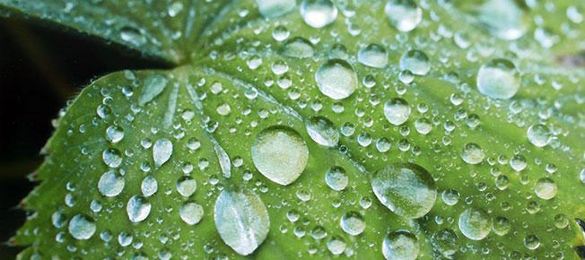 rain drops on a leaf